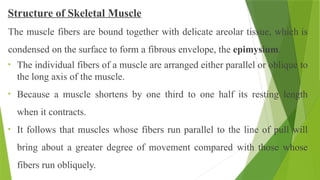 Structure of Skeletal Muscle
The muscle fibers are bound together with delicate areolar tissue, which is
condensed on the surface to form a fibrous envelope, the epimysium.
• The individual fibers of a muscle are arranged either parallel or oblique to
the long axis of the muscle.
• Because a muscle shortens by one third to one half its resting length
when it contracts.
• It follows that muscles whose fibers run parallel to the line of pull will
bring about a greater degree of movement compared with those whose
fibers run obliquely.
 
