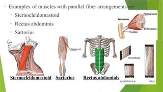• Examples of muscles with parallel fiber arrangements are
• Sternocleidomastoid
• Rectus abdominis
• Sartorius
• Sartorius
Sternocleidomastoid Sartorius Rectus abdominis
 