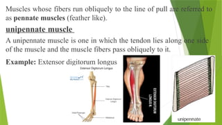 Muscles whose fibers run obliquely to the line of pull are referred to
as pennate muscles (feather like).
unipennate muscle
A unipennate muscle is one in which the tendon lies along one side
of the muscle and the muscle fibers pass obliquely to it.
Example: Extensor digitorum longus
 