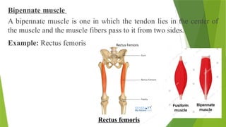 Bipennate muscle
A bipennate muscle is one in which the tendon lies in the center of
the muscle and the muscle fibers pass to it from two sides.
Example: Rectus femoris
Rectus femoris
 