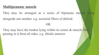 Multipennate muscle
They may be arranged as a series of bipinnate muscle lying
alongside one another. e.g. acromial fibers of deltoid.
OR
They may have the tendon lying within its center & muscle fiber
passing to it from all sides. e.g. tibialis anterior.
 