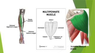 Acromial fibers of
deltoid
 