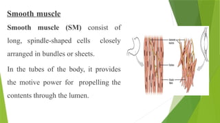 Smooth muscle
Smooth muscle (SM) consist of
long, spindle-shaped cells closely
arranged in bundles or sheets.
In the tubes of the body, it provides
the motive power for propelling the
contents through the lumen.
 