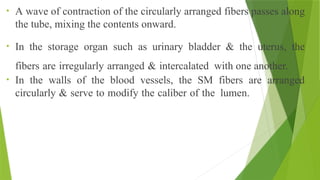 • A wave of contraction of the circularly arranged fibers passes along
the tube, mixing the contents onward.
• In the storage organ such as urinary bladder & the uterus, the
fibers are irregularly arranged & intercalated with one another.
• In the walls of the blood vessels, the SM fibers are arranged
circularly & serve to modify the caliber of the lumen.
 