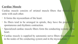 Cardiac Muscle
Cardiac muscle consists of striated muscle fibers that branch and
unite with each other.
• It forms the myocardium of the heart.
• Its fibers tend to be arranged in spirals, they have the property of
spontaneous and rhythmic contraction.
• Specialized cardiac muscle fibers form the conducting system of the
heart.
 Cardiac muscle is supplied by autonomic nerve fibers that terminate
in the nodes of the conducting system and in the myocardium.
 