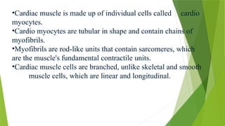 •Cardiac muscle is made up of individual cells called cardio
myocytes.
•Cardio myocytes are tubular in shape and contain chains of
myofibrils.
•Myofibrils are rod-like units that contain sarcomeres, which
are the muscle's fundamental contractile units.
•Cardiac muscle cells are branched, unlike skeletal and smooth
muscle cells, which are linear and longitudinal.
 
