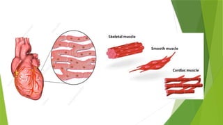 Body_Tissues fully detailed notes [1].pptx