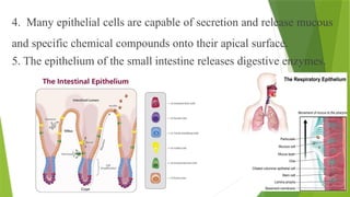 4. Many epithelial cells are capable of secretion and release mucous
and specific chemical compounds onto their apical surface.
5. The epithelium of the small intestine releases digestive enzymes.
 