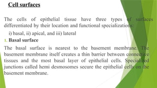 Cell surfaces
The cells of epithelial tissue have three types of surfaces
differentiated by their location and functional specializations:
i) basal, ii) apical, and iii) lateral
1. Basal surface
The basal surface is nearest to the basement membrane. The
basement membrane itself creates a thin barrier between connective
tissues and the most basal layer of epithelial cells. Specialized
junctions called hemi desmosomes secure the epithelial cells on the
basement membrane.
 
