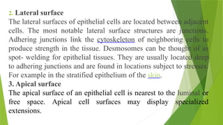 2. Lateral surface
The lateral surfaces of epithelial cells are located between adjacent
cells. The most notable lateral surface structures are junctions.
Adhering junctions link the cytoskeleton of neighboring cells to
produce strength in the tissue. Desmosomes can be thought of as
spot- welding for epithelial tissues. They are usually located deep
to adhering junctions and are found in locations subject to stresses.
For example in the stratified epithelium of the skin.
3. Apical surface
The apical surface of an epithelial cell is nearest to the luminal or
free space. Apical cell surfaces may display specialized
extensions.
 
