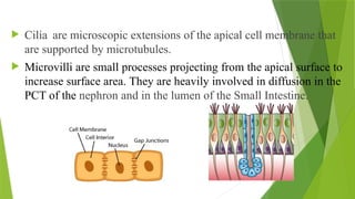  Cilia are microscopic extensions of the apical cell membrane that
are supported by microtubules.
 Microvilli are small processes projecting from the apical surface to
increase surface area. They are heavily involved in diffusion in the
PCT of the nephron and in the lumen of the Small Intestine.
 