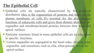 The Epithelial Cell
 Epithelial cells are typically characterized by the polarized
distribution (this is the organization of proteins and lipids on the
plasma membrane of cells. It's essential for the physiological
functions of eukaryotic cells and gives them distinct identities) of
organelles and membrane-bound proteins between their basal and
apical surfaces.
 Particular structures found in some epithelial cells are an adaptation
to specific functions.
 Certain organelles are segregated to the basal sides, whereas other
organelles and extensions, such as cilia, when present, are on the
apical surface.
 