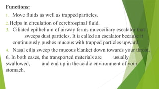 Functions:
1. Move fluids as well as trapped particles.
2. Helps in circulation of cerebrospinal fluid.
3. Ciliated epithelium of airway forms mucociliary escalator that
sweeps dust particles. It is called an escalator because it
continuously pushes mucous with trapped particles upward.
4. Nasal cilia sweep the mucous blanket down towards your throat.
6. In both cases, the transported materials are usually
swallowed, and end up in the acidic environment of your
stomach.
 