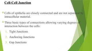 Cell-Cell Junction
Cells of epithelia are closely connected and are not separated by
intracellular material.
Three basic types of connections allowing varying degrees of
interaction between the cells:
1. Tight Junctions
2. Anchoring Junctions
3. Gap Junctions
 