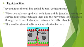 1. Tight junction
They separates the cell into apical & basal compartments.
When two adjacent epithelial cells form a tight junction, there is no
extracellular space between them and the movement of substances
through the extracellular space between the cells is blocked.
This enables the epithelia to act as selective barriers.
 