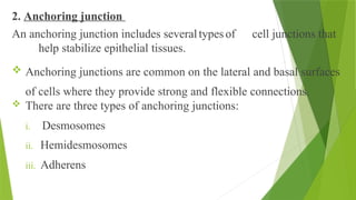 2. Anchoring junction
An anchoring junction includes severaltypesof cell junctions that
help stabilize epithelial tissues.
 Anchoring junctions are common on the lateral and basal surfaces
of cells where they provide strong and flexible connections.
 There are three types of anchoring junctions:
i. Desmosomes
ii. Hemidesmosomes
iii. Adherens
 