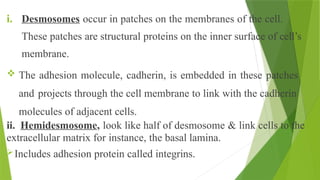 i. Desmosomes occur in patches on the membranes of the cell.
These patches are structural proteins on the inner surface of cell’s
membrane.
 The adhesion molecule, cadherin, is embedded in these patches
and projects through the cell membrane to link with the cadherin
molecules of adjacent cells.
ii. Hemidesmosome, look like half of desmosome & link cells to the
extracellular matrix for instance, the basal lamina.
Includes adhesion protein called integrins.
 