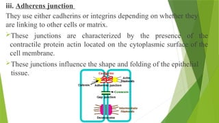 iii. Adherens junction
They use either cadherins or integrins depending on whether they
are linking to other cells or matrix.
These junctions are characterized by the presence of the
contractile protein actin located on the cytoplasmic surface of the
cell membrane.
These junctions influence the shape and folding of the epithelial
tissue.
 