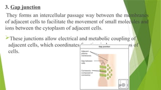 3. Gap junction
They forms an intercellular passage way between the membranes
of adjacent cells to facilitate the movement of small molecules and
ions between the cytoplasm of adjacent cells.
These junctions allow electrical and metabolic coupling of
adjacent cells, which coordinates function in large groups of
cells.
 