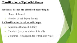 Classification of Epithelial tissues
Epithelial tissues are classified according to
1. Shape of the cell
2. Number of cell layers formed
1. Classification based on cell shape
a) Squamous (flattened & thin)
b) Cuboidal (boxy, as wide as it is tall)
c) Columnar (rectangular, taller than it is wide)
 