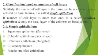 2. Classification based on number of cell layers
Similarly, the number of cell layer in the tissue can be one, where every
cell rest on basal lamina, it is called simple epithelium.
If number of cell layer is more than one. It is called stratified
epithelium & only the basal layer of the cell rests on basal lamina.
2.1. Simple epithelialium
I. Squamous epithelium (flattened)
II. Cuboidal epithelium (cube shaped)
III. Columnar epithelium (elongated)
IV. Ciliated epithelium
V. Pseudo-stratified epithelium
 