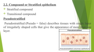 2.2. Compound or Stratified epithelium
 Stratified compound
 Transitional compound
Pseudostratified
Pseudostratified (Pseudo = false) describes tissues with single layer
of irregularly shaped cells that give the appearance of more than one
layer.
 