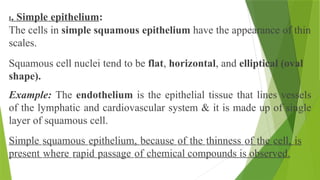 I. Simple epithelium:
The cells in simple squamous epithelium have the appearance of thin
scales.
Squamous cell nuclei tend to be flat, horizontal, and elliptical (oval
shape).
Example: The endothelium is the epithelial tissue that lines vessels
of the lymphatic and cardiovascular system & it is made up of single
layer of squamous cell.
Simple squamous epithelium, because of the thinness of the cell, is
present where rapid passage of chemical compounds is observed.
 