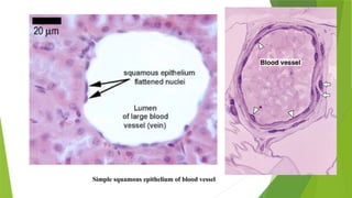 Simple squamous epithelium of blood vessel
 