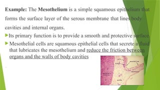 Example: The Mesothelium is a simple squamous epithelium that
forms the surface layer of the serous membrane that lines body
cavities and internal organs.
Its primary function is to provide a smooth and protective surface.
 Mesothelial cells are squamous epithelial cells that secrete a fluid
that lubricates the mesothelium and reduce the friction between
organs and the walls of body cavities
.
 