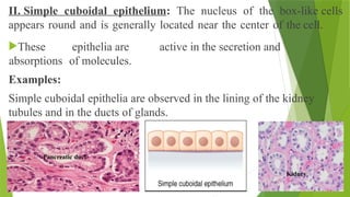 II. Simple cuboidal epithelium: The nucleus of the box-like cells
appears round and is generally located near the center of the cell.
These epithelia are active in the secretion and
absorptions of molecules.
Examples:
Simple cuboidal epithelia are observed in the lining of the kidney
tubules and in the ducts of glands.
Kidney
Pancreatic duct
 