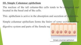 III. Simple Columnar epithelium
The nucleus of the tall column-like cells tends to be elongated and
located in the basal end of the cells.
This epithelium is active in the absorption and secretion of molecules.
Simple columnar epithelium forms the lining of some sections of the
digestive system and parts of the female reproductive tract.
 