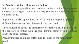 V. Pseudostratified columnar epithelium
It is a type of epithelium that appears to be stratified but instead
consists of a single layer of irregularly shaped and differently sized
columnar cells.
In pseudostratified epithelium, nuclei of neighboring cells appear at
different levels rather than clustered in the basal end.
The arrangement gives the appearance of stratification; but in fact all
the cells are in contact with the basal lamina, although some do not
reach the apical surface.
Pseudostratified columnar epithelium is found in the respiratory
tract.
 