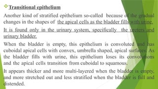 Transitional epithelium
Another kind of stratified epithelium so-called because of the gradual
changes in the shapes of the apical cells as the bladder fills with urine.
It is found only in the urinary system, specifically the ureters and
urinary bladder.
When the bladder is empty, this epithelium is convoluted and has
cuboidal apical cells with convex, umbrella shaped, apical surfaces. As
the bladder fills with urine, this epithelium loses its convolutions
and the apical cells transition from cuboidal to squamous.
It appears thicker and more multi-layered when the bladder is empty,
and more stretched out and less stratified when the bladder is full and
distended.
 
