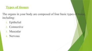 Types of tissues
The organs in your body are composed of four basic types of tissue,
including:
1. Epithelial
2. Connective
3. Muscular
4. Nervous
 
