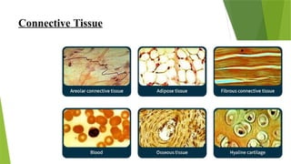Connective Tissue
 