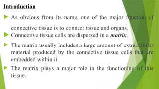 Introduction
 As obvious from its name, one of the major function of
connective tissue is to connect tissue and organs.
 Connective tissue cells are dispersed in a matrix.
 The matrix usually includes a large amount of extracellular
material produced by the connective tissue cells that are
embedded within it.
 The matrix plays a major role in the functioning of this
tissue.
 