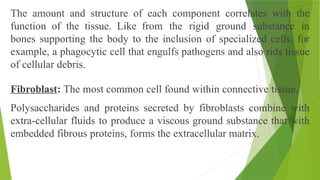 The amount and structure of each component correlates with the
function of the tissue. Like from the rigid ground substance in
bones supporting the body to the inclusion of specialized cells; for
example, a phagocytic cell that engulfs pathogens and also rids tissue
of cellular debris.
Fibroblast: The most common cell found within connective tissue.
Polysaccharides and proteins secreted by fibroblasts combine with
extra-cellular fluids to produce a viscous ground substance that with
embedded fibrous proteins, forms the extracellular matrix.
 