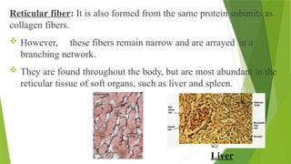 Reticular fiber: It is also formed from the same protein subunits as
collagen fibers.
 However, these fibers remain narrow and are arrayed in a
branching network.
 They are found throughout the body, but are most abundant in the
reticular tissue of soft organs, such as liver and spleen.
Liver
 