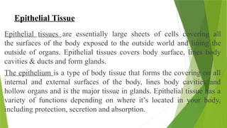 Epithelial Tissue
Epithelial tissues are essentially large sheets of cells covering all
the surfaces of the body exposed to the outside world and lining the
outside of organs. Epithelial tissues covers body surface, lines body
cavities & ducts and form glands.
The epithelium is a type of body tissue that forms the covering on all
internal and external surfaces of the body, lines body cavities and
hollow organs and is the major tissue in glands. Epithelial tissue has a
variety of functions depending on where it’s located in your body,
including protection, secretion and absorption.
 