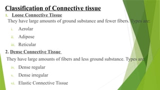 Classification of Connective tissue
1. Loose Connective Tissue
They have large amounts of ground substance and fewer fibers. Types are:
i. Aerolar
ii. Adipose
iii. Reticular
2. Dense Connective Tissue
They have large amounts of fibers and less ground substance. Types are:
iv. Dense regular
v. Dense irregular
vi. Elastic Connective Tissue
 