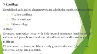 3. Cartilage
Specialized cells called chondrocytes are within the matrix (cartilage cells)
i. Hyaline cartilage
ii. Elastic cartilage
iii. Fibrocartilage
4. Bone
Strongest connective tissue with little ground substance, hard matrix of
calcium and phosphorous and specialized bone cells called osteocytes.
5. Blood
Fluid connective tissue, no fibers – only ground substance (plasma) and
cells (red, white, and platelets).
 