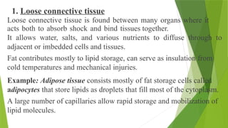 1. Loose connective tissue
Loose connective tissue is found between many organs where it
acts both to absorb shock and bind tissues together.
It allows water, salts, and various nutrients to diffuse through to
adjacent or imbedded cells and tissues.
Fat contributes mostly to lipid storage, can serve as insulation from
cold temperatures and mechanical injuries.
Example: Adipose tissue consists mostly of fat storage cells called
adipocytes that store lipids as droplets that fill most of the cytoplasm.
A large number of capillaries allow rapid storage and mobilization of
lipid molecules.
 