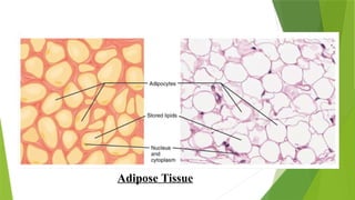 Adipose Tissue
 