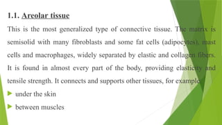 1.1. Areolar tissue
This is the most generalized type of connective tissue. The matrix is
semisolid with many fibroblasts and some fat cells (adipocytes), mast
cells and macrophages, widely separated by elastic and collagen fibers.
It is found in almost every part of the body, providing elasticity and
tensile strength. It connects and supports other tissues, for example:
 under the skin
 between muscles
 