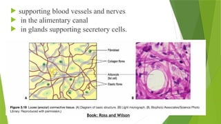  supporting blood vessels and nerves
 in the alimentary canal
 in glands supporting secretory cells.
Book: Ross and Wilson
 