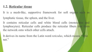 1.2. Reticular tissue
It is a mesh-like, supportive framework for soft organs such as
lymphatic tissue, the spleen, and the liver.
It contains reticular cells and white blood cells (monocytes and
lymphocytes). Reticular cells produce the reticular fibers that form
the network onto which other cells attach.
It derives its name from the Latin word reticulus, which means “little
net.”
 