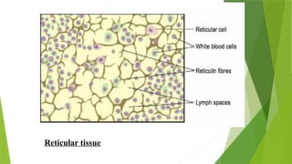 Reticular tissue
 