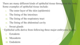 There are many different kinds of epithelial tissue throughout the body.
Some examples of epithelial tissue include:
i. The outer layer of the skin (epidermis)
ii. The lining of the intestines
iii. The lining of the respiratory tract
iv. The lining of the abdominal cavity
v. Sweat glands
• Epithelial cells derive from following three major embryonic layers:
I. Ectoderm
II. Mesoderm
III. Endoderm
 