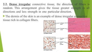2.2. Dense irregular connective tissue, the direction of fibers is
random. This arrangement gives the tissue greater strength in all
directions and less strength in one particular direction.
The dermis of the skin is an example of dense irregular connective
tissue rich in collagen fibers.
 