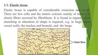 2.3. Elastic tissue
Elastic tissue is capable of considerable extension and recoil.
There are few cells and the matrix consists mainly of masses of
elastic fibres secreted by fibroblasts. It is found in organs where
stretching or alteration of shape is required. e.g. in large blood
vessel walls, the trachea and bronchi, and the lungs.
 